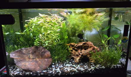 aquarium Danio Galaxy Crevette Néocardina Néritina