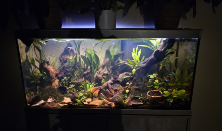 aquarium 200L Amérique du Sud