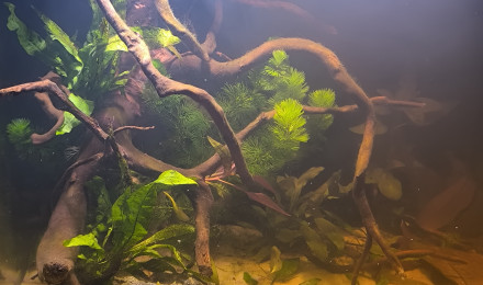 aquarium Bac asiatique