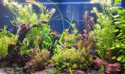aquarium Juwel Vision 180