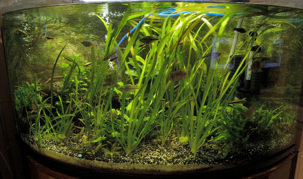 aquarium Aquarium communautaire