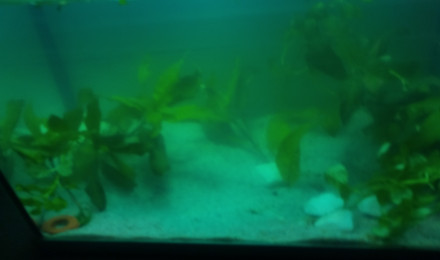 aquarium 40l Ramirezi full planté