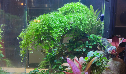 aquarium Nano Bonsai