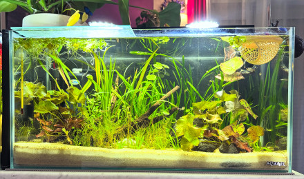 aquarium Tank AQUAEL 60 Khéops