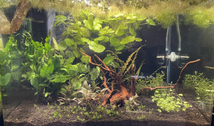 aquarium Betta smaragdina