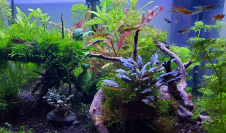 aquarium Aquarium communautaire 60
