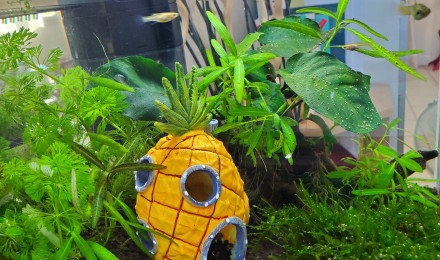 aquarium Aquarium mini