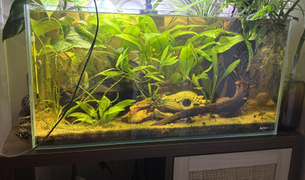 aquarium Tank AQUAEL 60 Stella