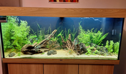 aquarium 240L communautaire