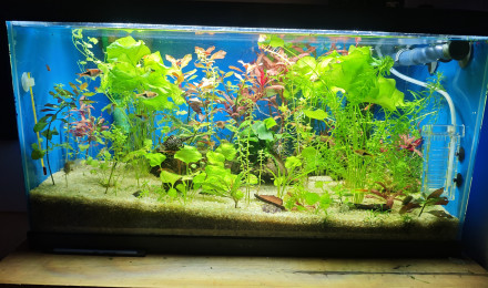 aquarium Aqua 1
