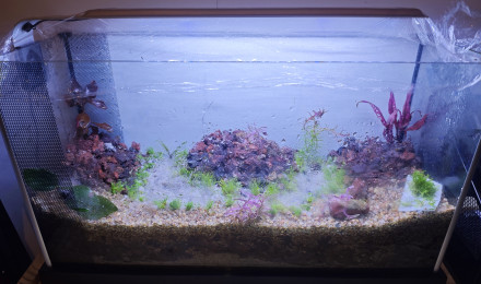 aquarium Aqua low Tech 20