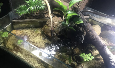 aquarium Aquarium tortue