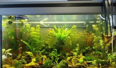 aquarium Le monde de Yoshi