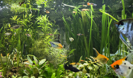 aquarium 450 litres  communautaire