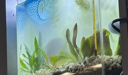 aquarium ZOLUX betta kub 15