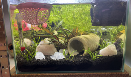 aquarium ZOLUX betta rek 24 Shiro
