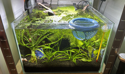 aquarium Zolux betta rek 24 Attila