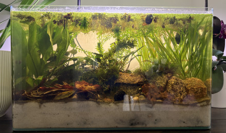 aquarium Low tech