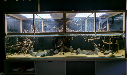 aquarium Channa Pulchra