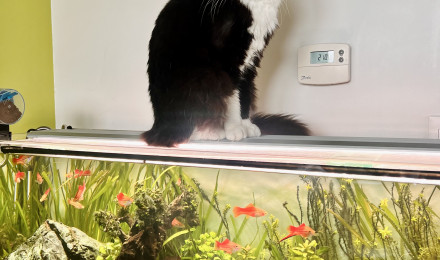 aquarium Mon aquarium