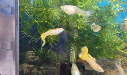 aquarium Guppy yellow lace