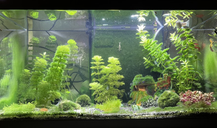 aquarium La Clairière Sous-Marine