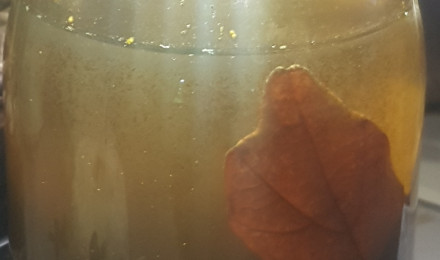 aquarium Pico biotobe marécage québécois 2L