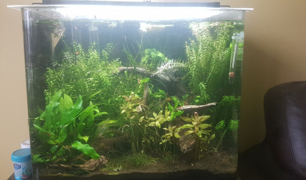 aquarium Bac 35L