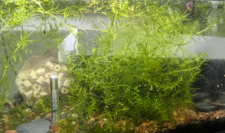 aquarium hopital - cultivation plantes