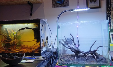 aquarium Coconut Low Tech