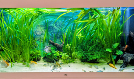 aquarium Rio 450