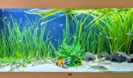 aquarium Rio 240 - TV