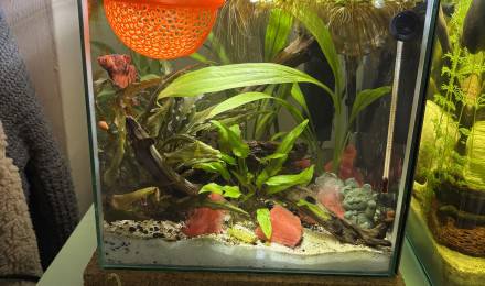 aquarium ZOLUX betta kub 15 Spike