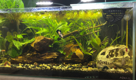 aquarium Tank AQUAEL 60 Poutine