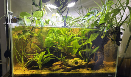 aquarium Tank AQUAEL 60 Stella