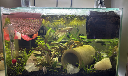 aquarium ZOLUX betta rek 24 Shiro