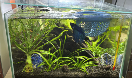 aquarium Zolux betta rek 24 Attila