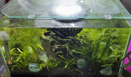 aquarium ZOLUX betta rek 24 Onyx