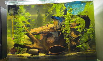 aquarium Scaper s tank Dennerle 35 Yuki