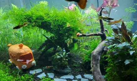 aquarium Aquarium communautaire 60