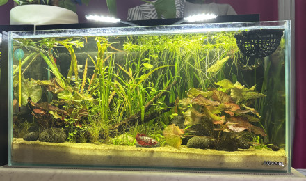 aquarium Tank AQUAEL 60 Khéops