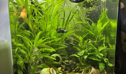 aquarium Nanocube AMTRA 60 Sushi