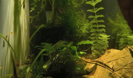 aquarium Caridina red diverse