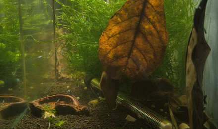 aquarium Caridina blue diverse