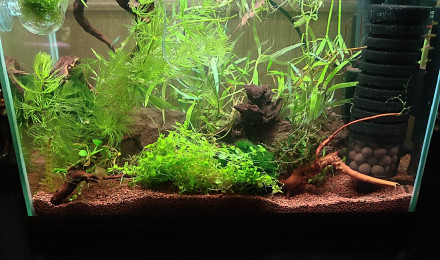 aquarium 20 L