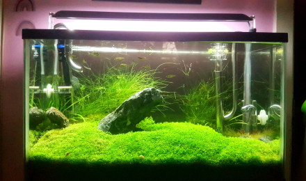 aquarium Furyohin - brocoli paradise