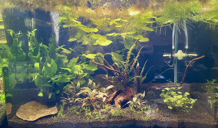 aquarium Betta smaragdina