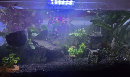 aquarium mon premier aquarium