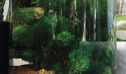 aquarium Mini aquarium