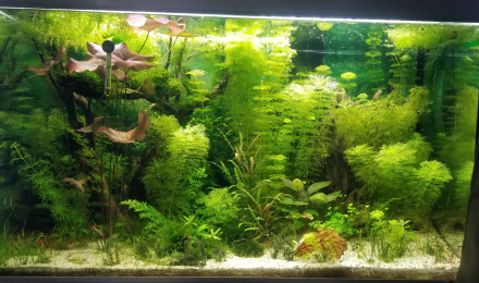 aquarium Test 300 l